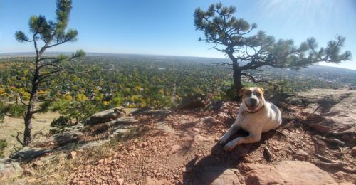 trail running with dogs