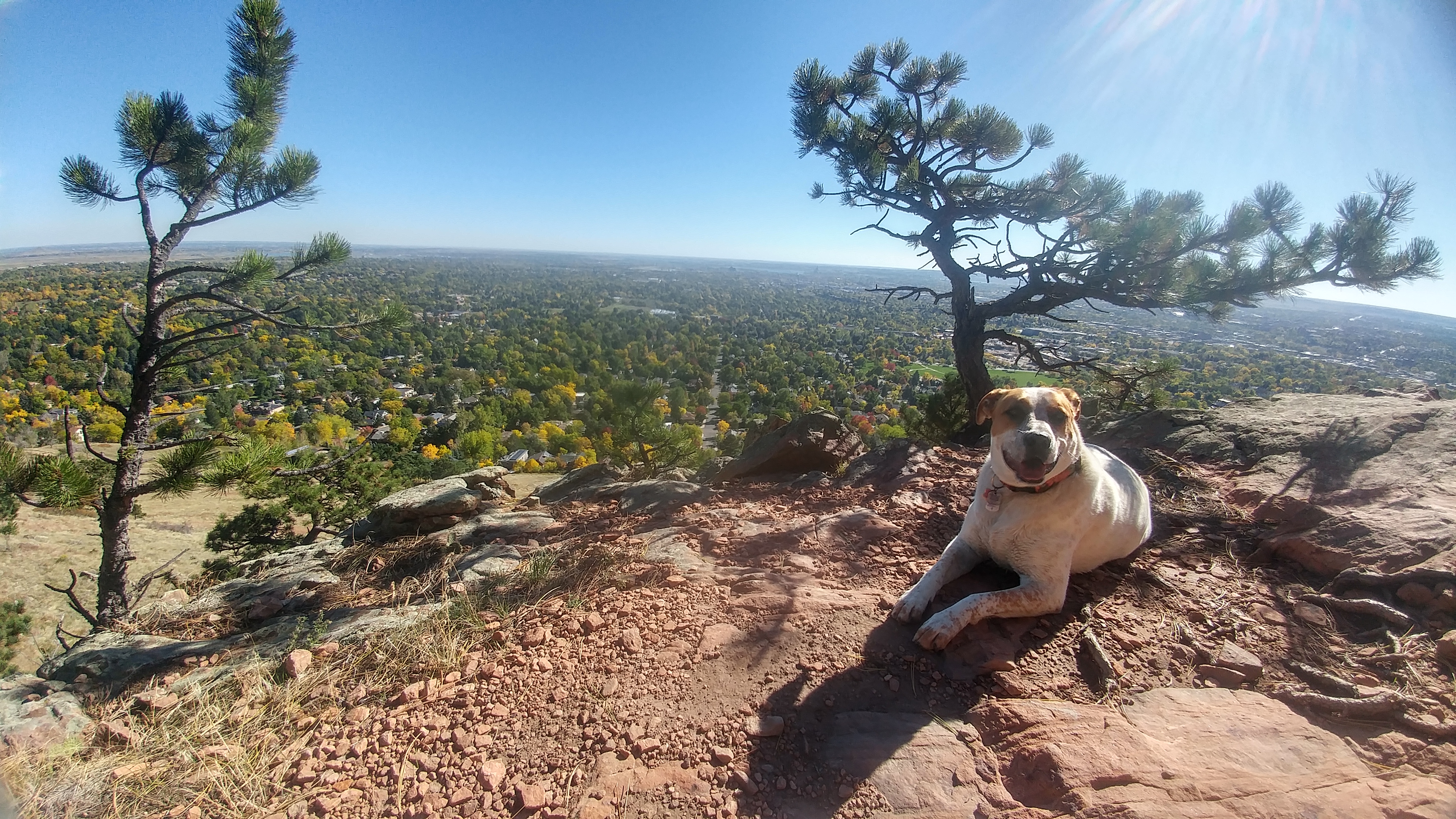 trail running with dogs