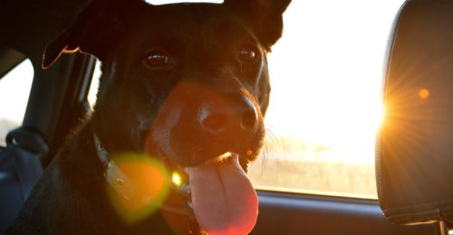 Pet Sitting Lafayette: dog in car