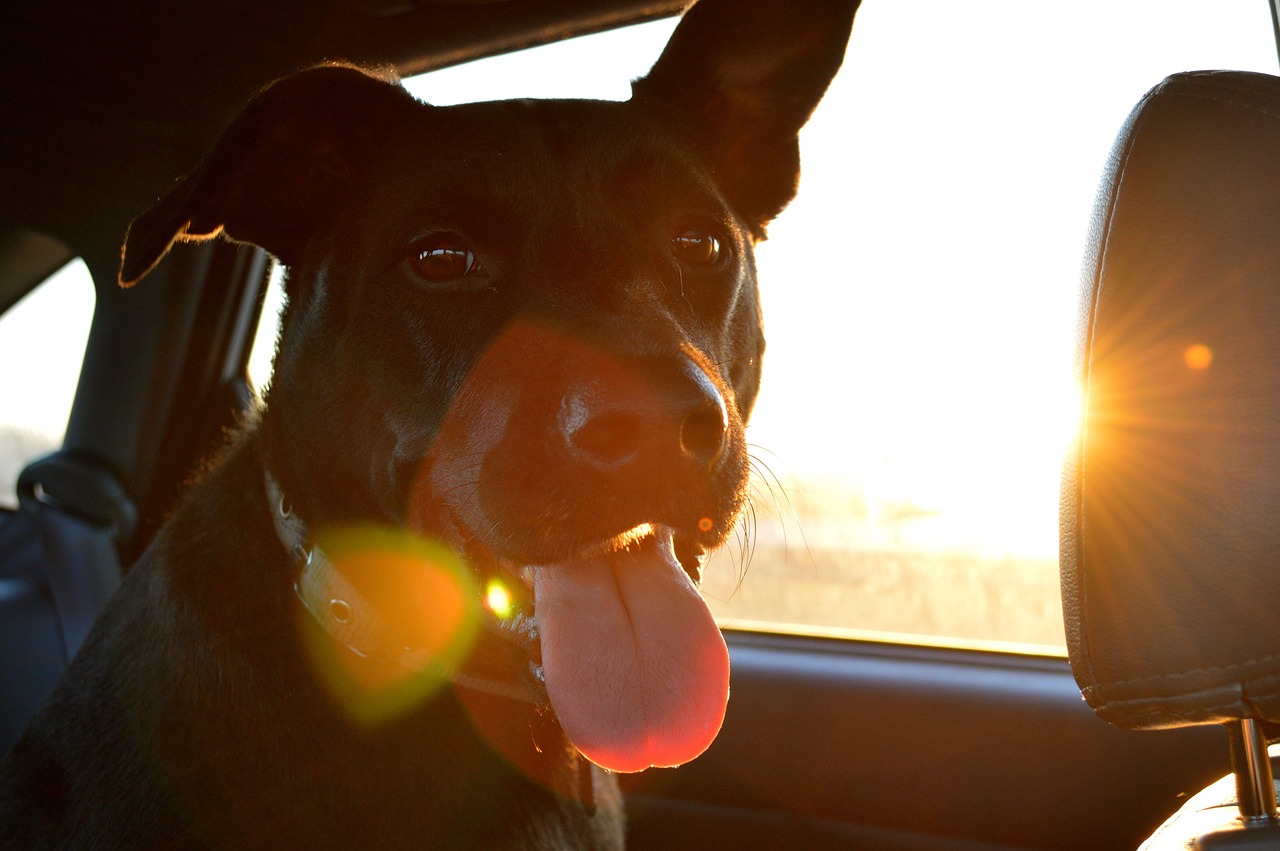 Pet Sitting Lafayette: dog in car