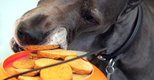 Halloween safety tips for pets