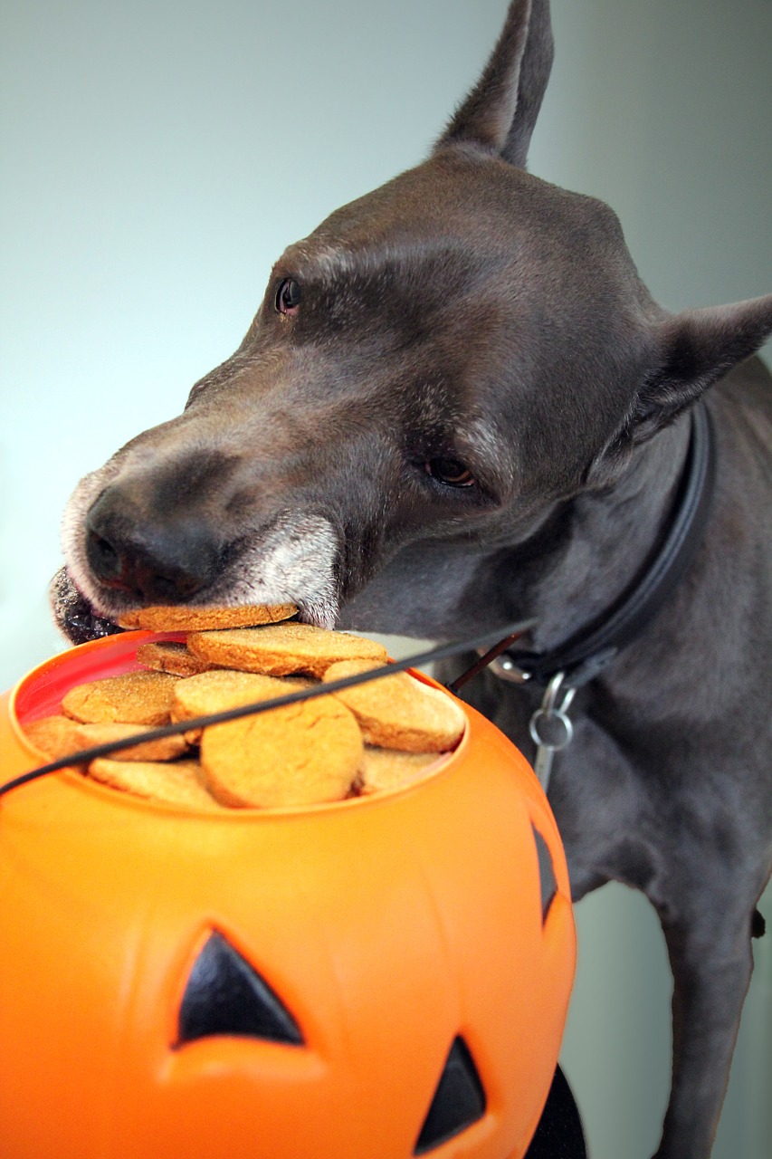 Halloween safety tips for pets