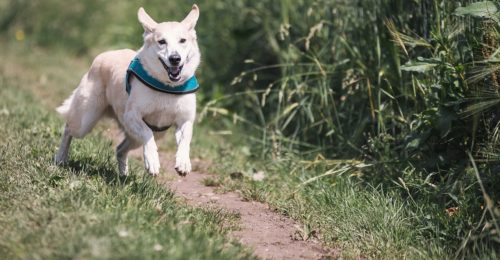 dog walking Broomfield