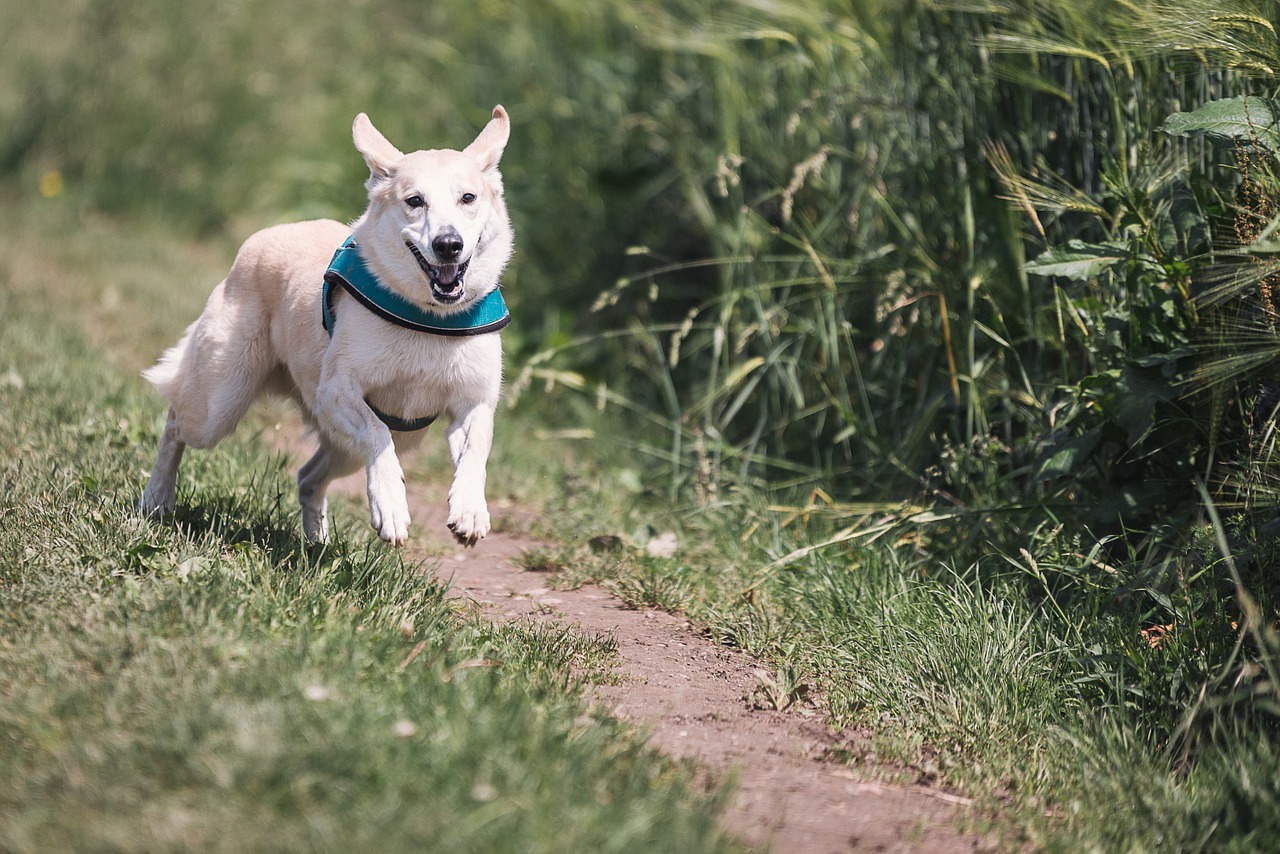 dog walking Broomfield