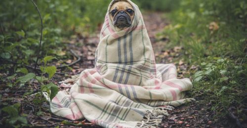 Pet sitting Broomfield: pup with blanket