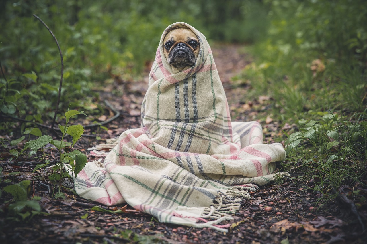 Pet sitting Broomfield: pup with blanket