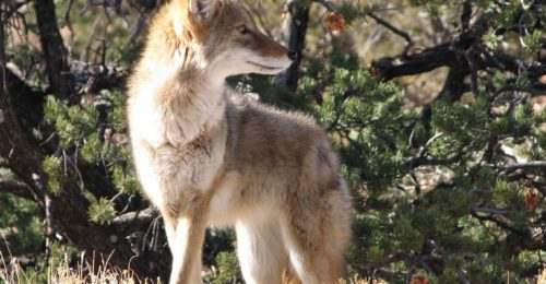 Coyote - Dog Running South Boulder