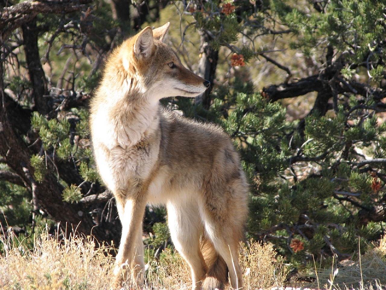 Coyote - Dog Running South Boulder