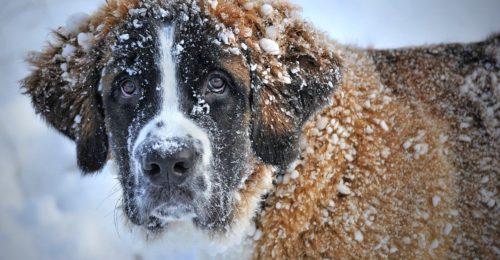 Winter dog walking