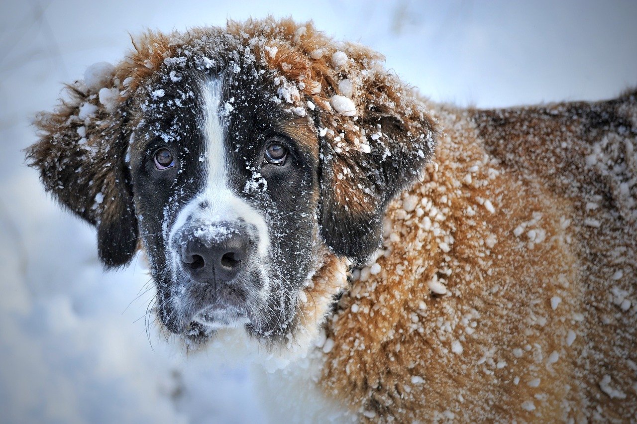 Winter dog walking