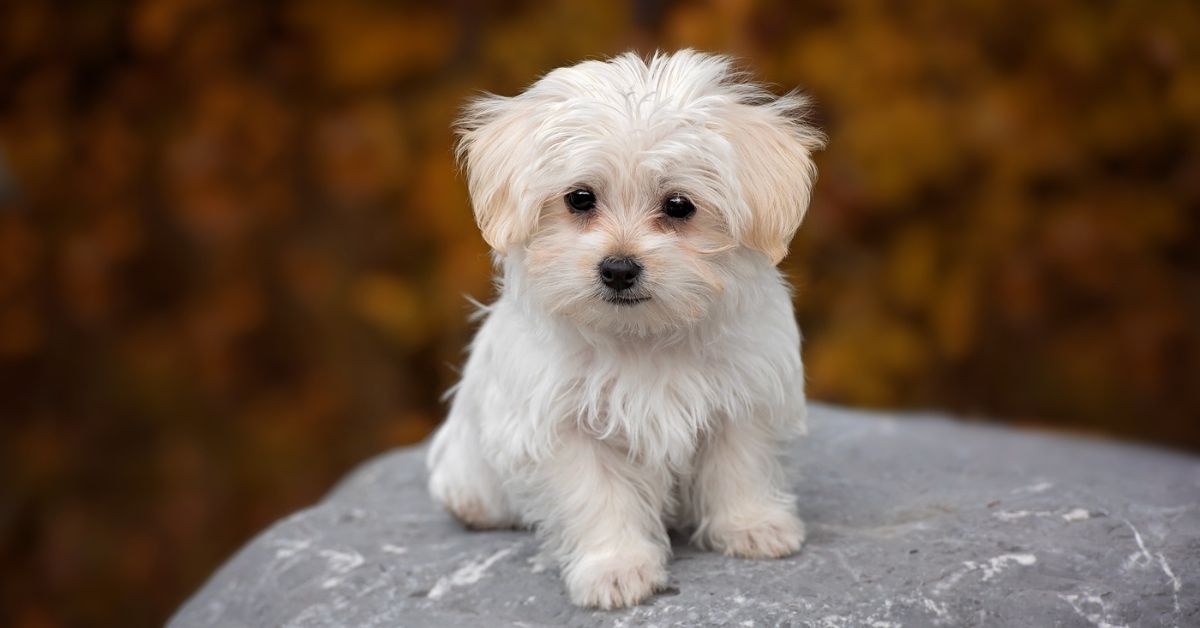 what-is-hearworm-in-dogs
