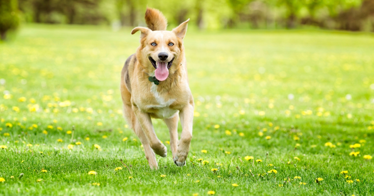 Happy dog running through a green spring field with blooming dandelions, symbolizing the importance of keeping dogs safe on the trails in the spring in Boulder, Colorado.