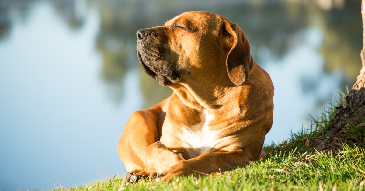 How to Prevent Heatstroke in Dogs in Colorado
