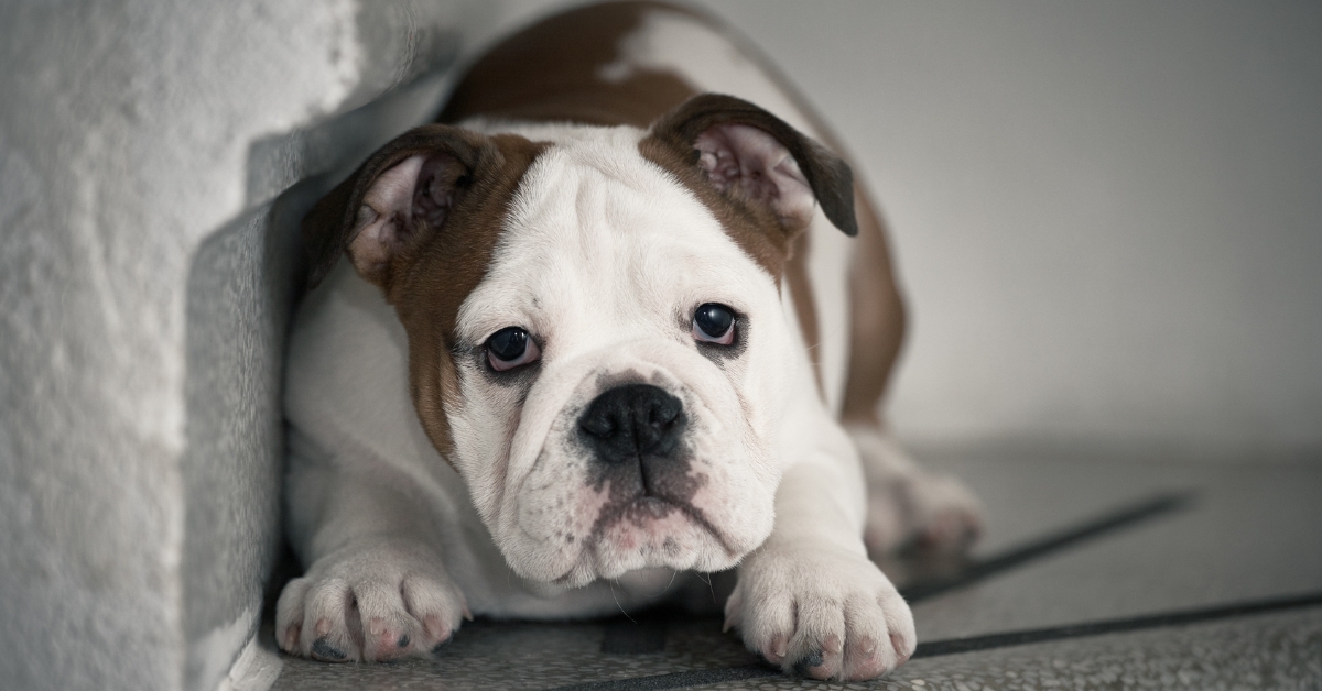 Fourth of July Dog Safety Fireworks