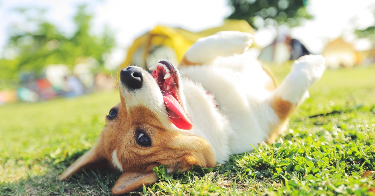 A happy Corgi relaxes on its back in the grass, showing the calm and positive results of a consistent routine of exercise for dog anxiety.