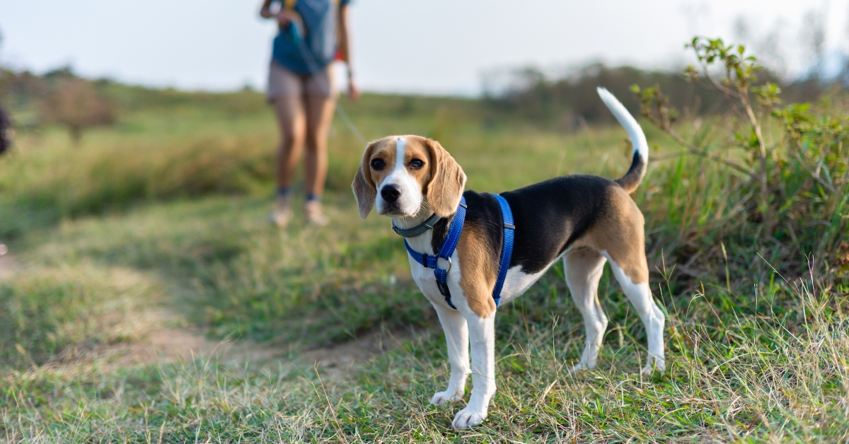 A tricolor beagle wearing a blue harness stands on a grassy hiking trail, looking at the camera. In the soft-focus background, a person is walking on the path.