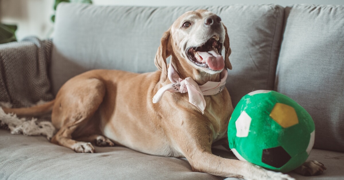 15 Critical Questions to Ask a Pet Sitter Before You Hire