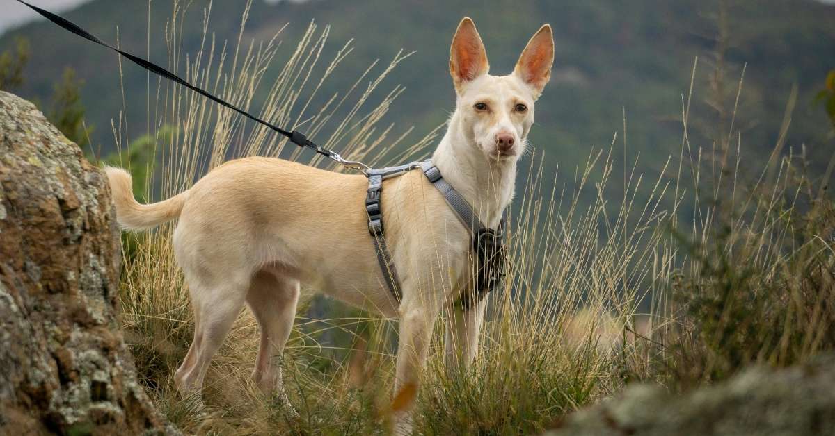 A fit, leashed dog in a harness stands on a rocky, off-road trail, ready for a fitness-focused dog walking in Broomfield, CO.