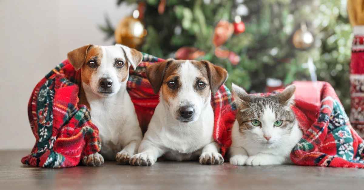 2 Dogs and a cat lying safely near Christmas tree in a Colorado home - Holiday Pet Safety Guide by Off Road Paws.