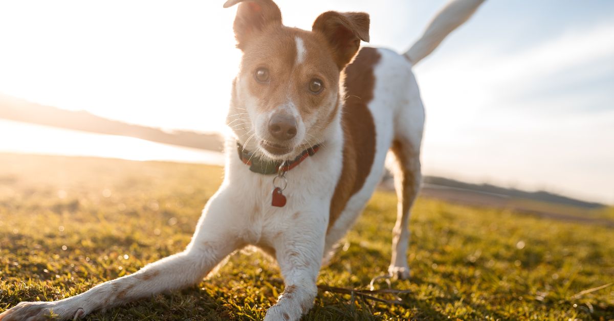 Active dog playing outdoors in Boulder Colorado representing professional pet sitter cost in 2026