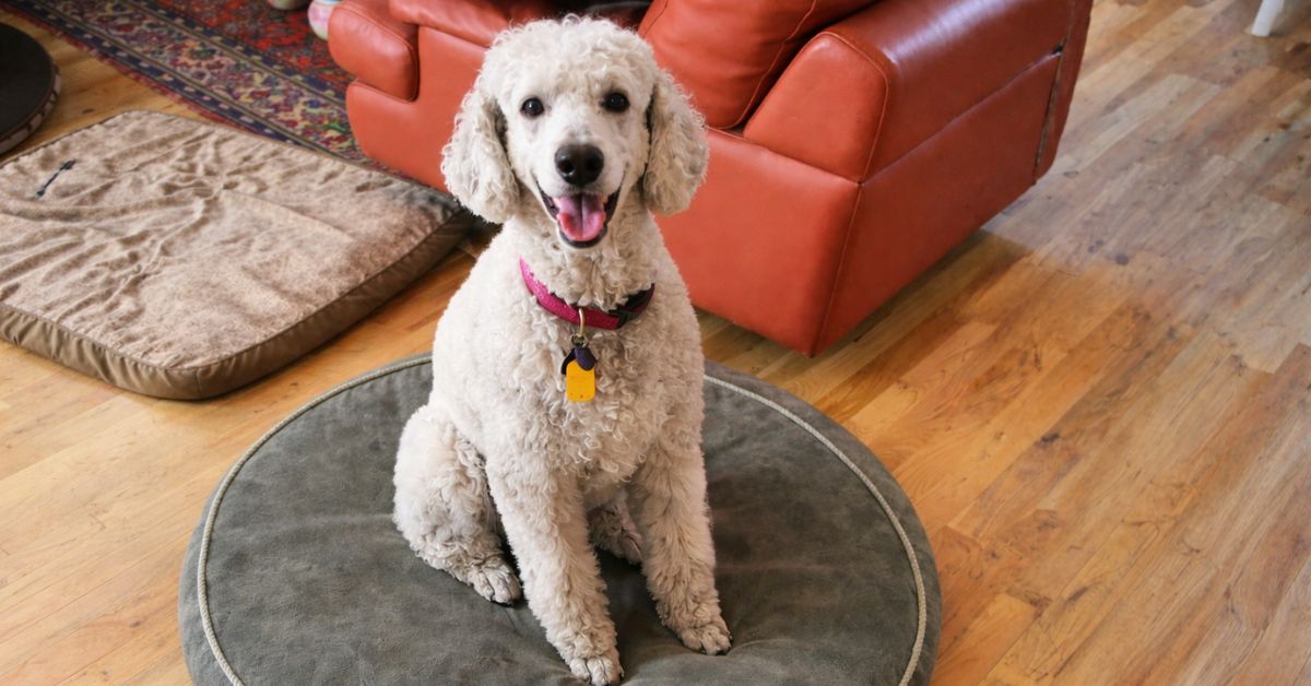 Professional pet sitter interacting with a happy dog in a Colorado home environment using a pet sitter checklist.