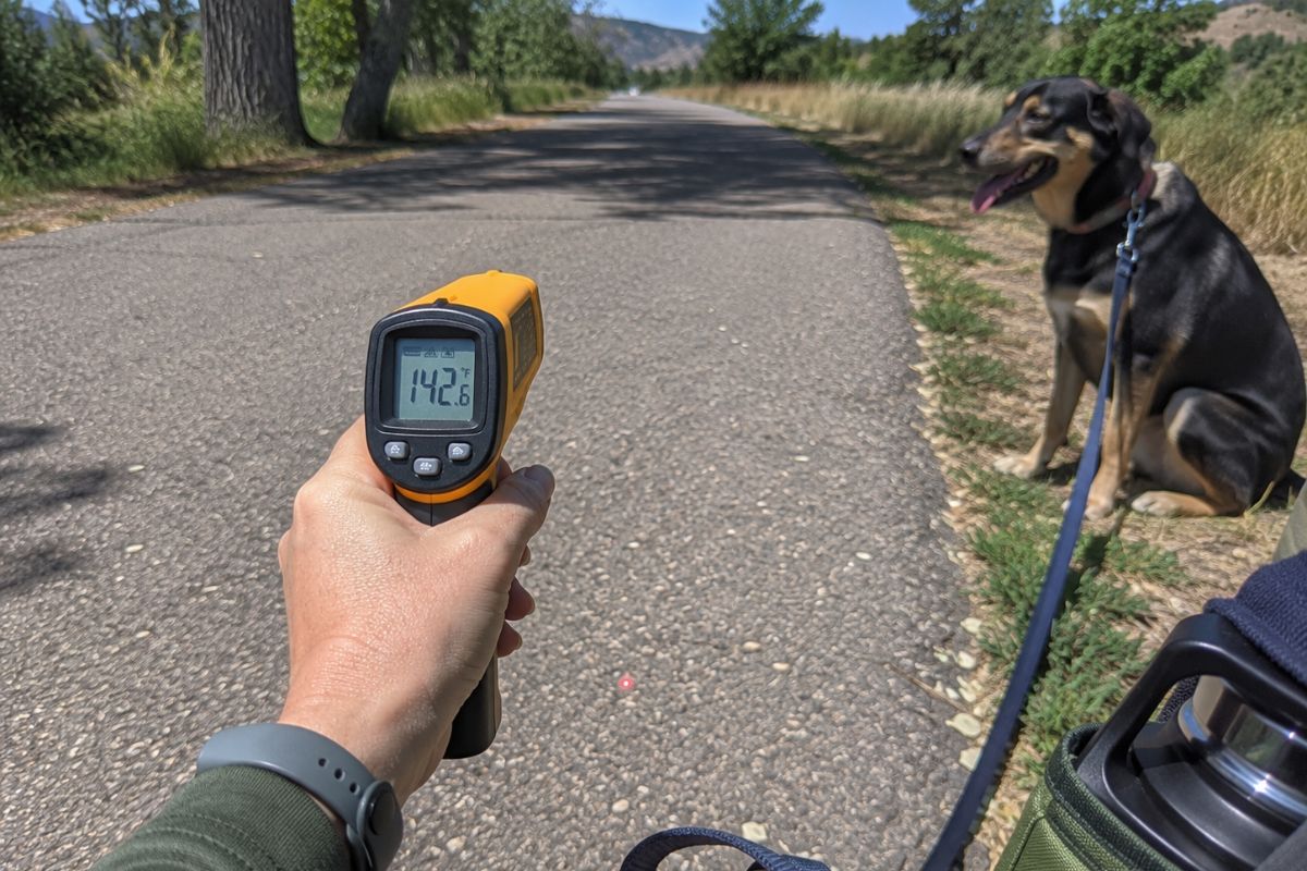 Dog walker pointing a handheld infrared thermometer at sun-baked trail asphalt reading 142.6°F, with a leashed black-and-tan dog waiting on the grass nearby on a hot Boulder-area summer day