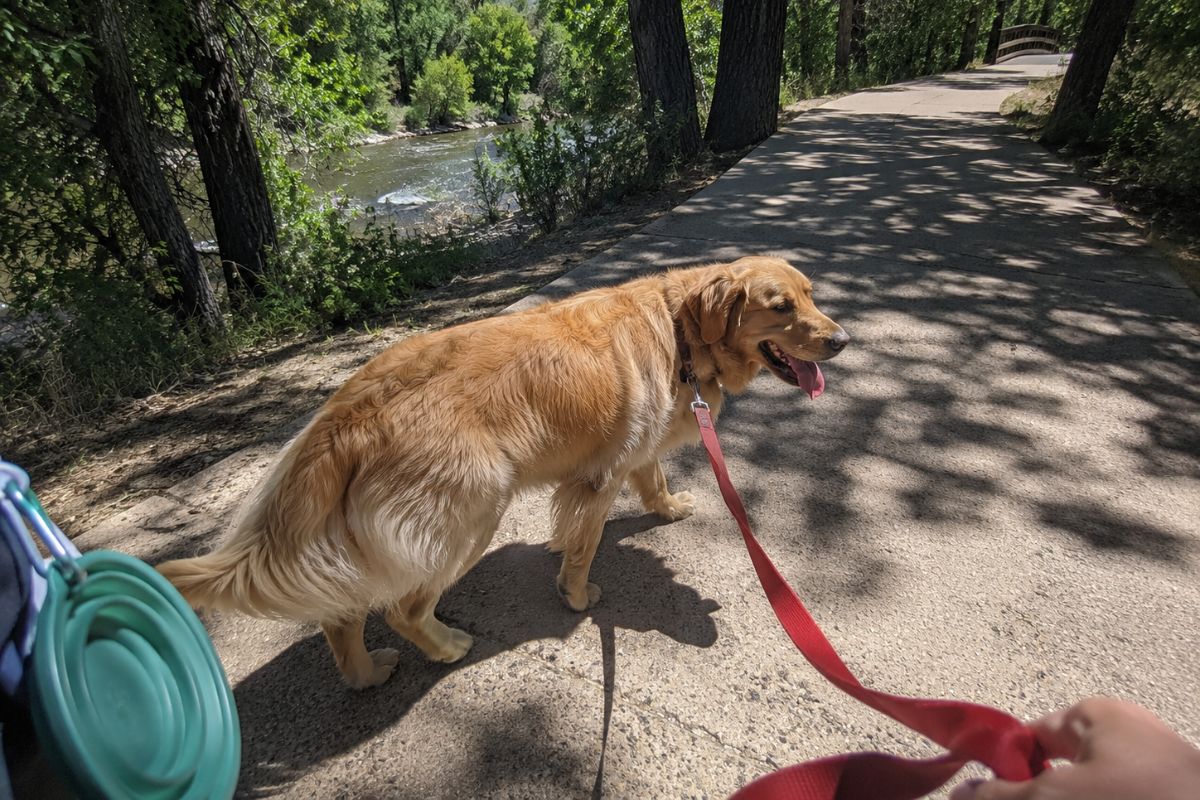 Golden retriever panting while walking on a leash through dappled cottonwood shade on the paved Boulder Creek Path, with the creek and a footbridge visible in the background on a hot Colorado summer day