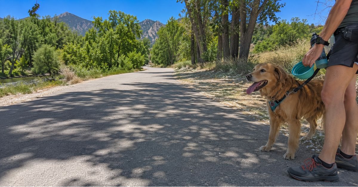 Golden retriever in a harness panting beside its owner on a cottonwood-shaded paved Boulder trail, with the Front Range foothills, a creek, and dappled sun-and-shade across the path on a hot Colorado summer day
