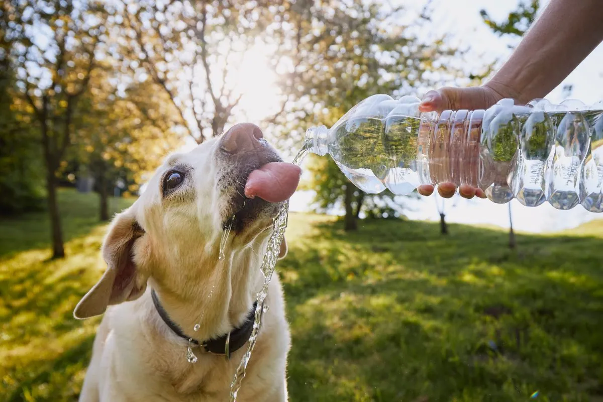 Dog drinking from a water bottle on a hot summer day, staying hydrated to prevent overheating