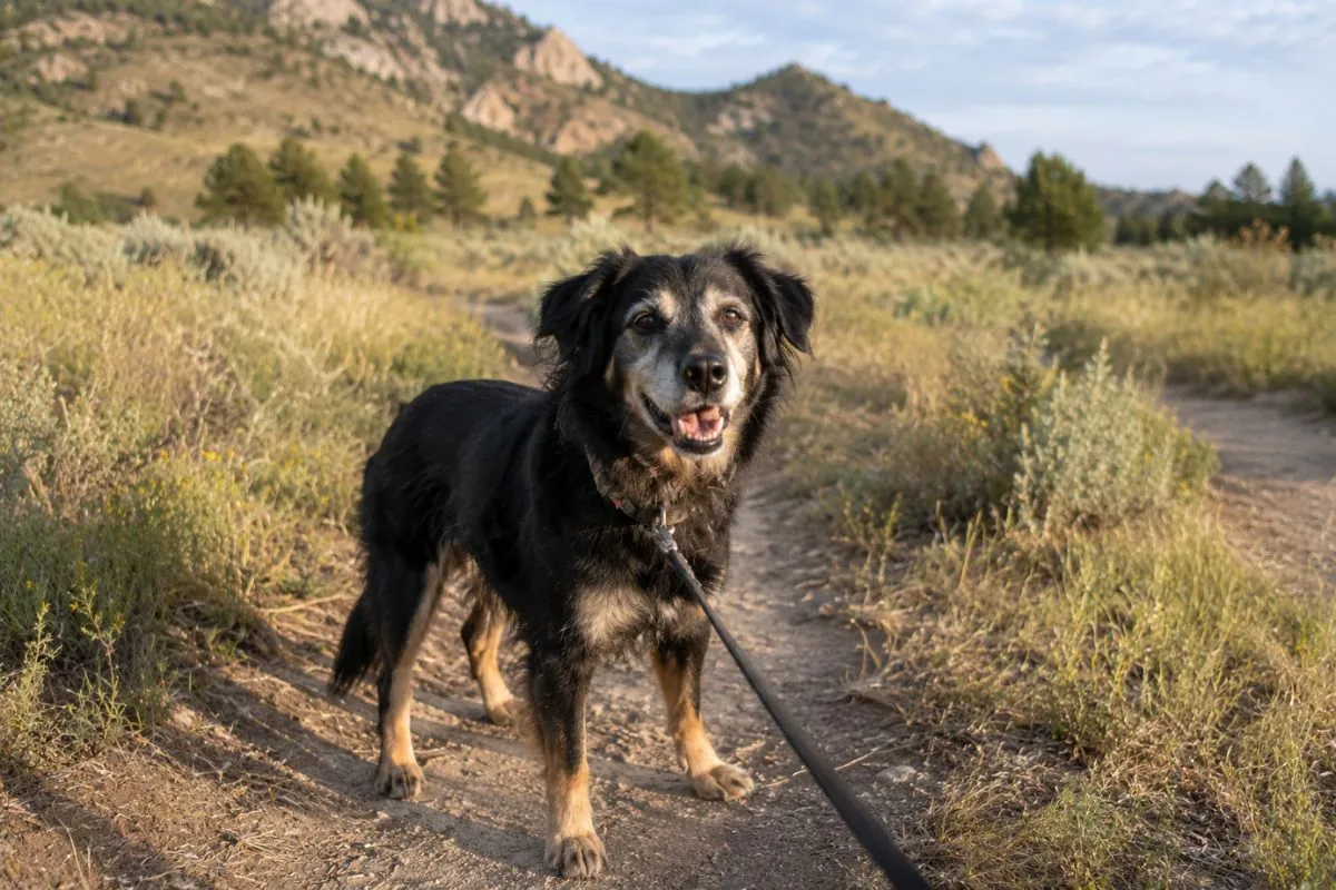 Older leashed dog on a flat dirt foothills trail near Boulder, an easy dog-friendly hike for senior dogs