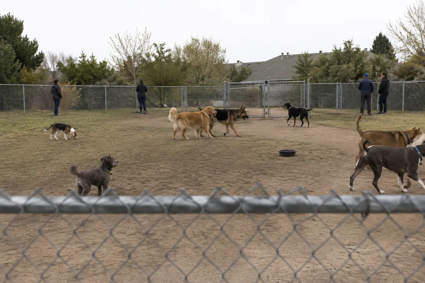 Crowded fenced dog park with mixed-size dogs, illustrating the unscreened environment vets caution against