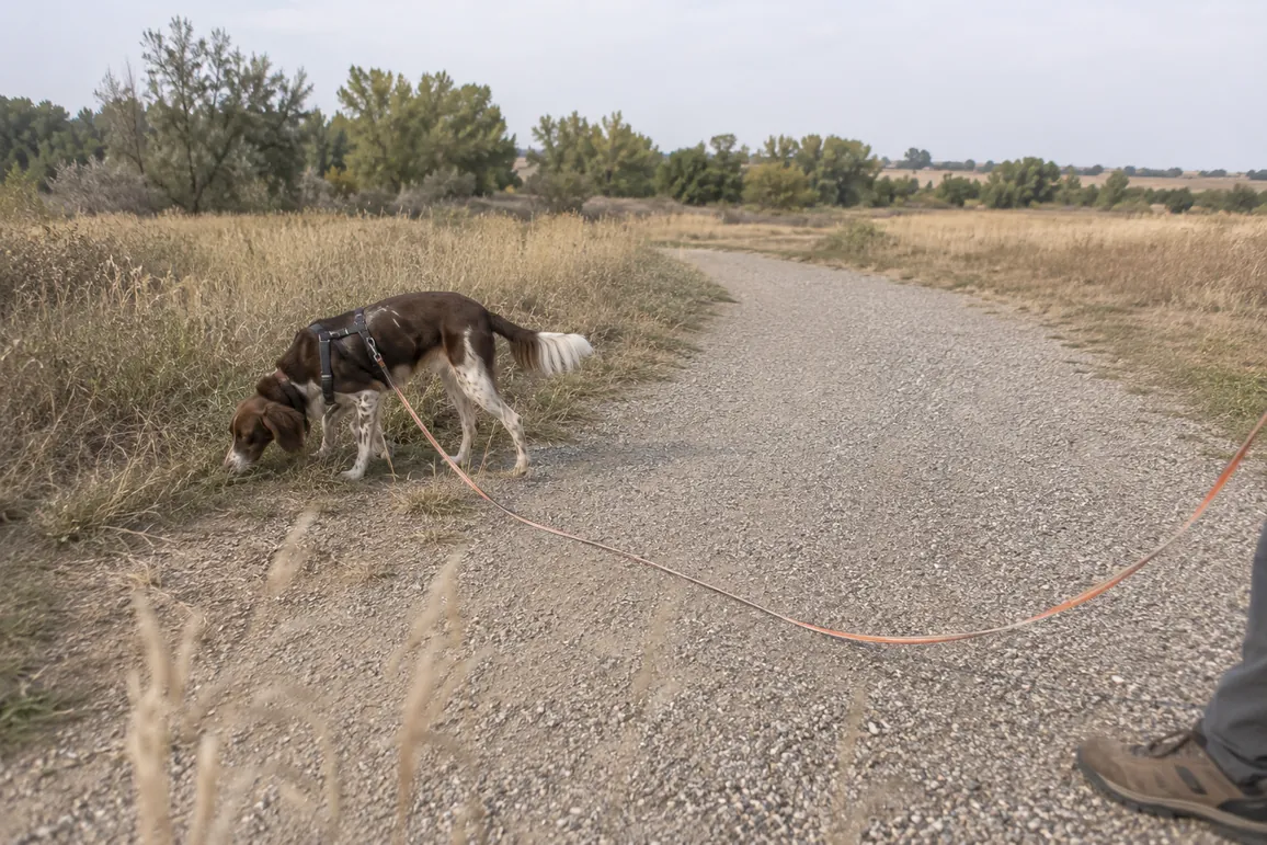 Dog sniffing on a long line on a Lafayette crushed gravel trail