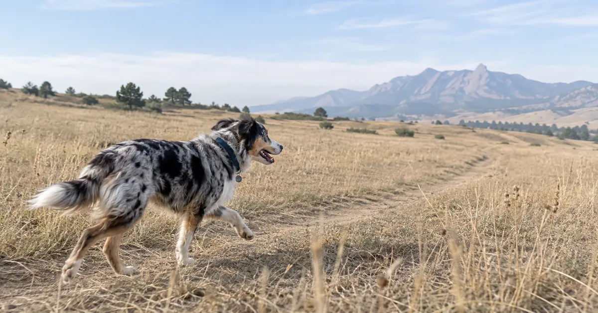 Dog running off leash on an open Boulder County trail, an alternative to a fenced dog park