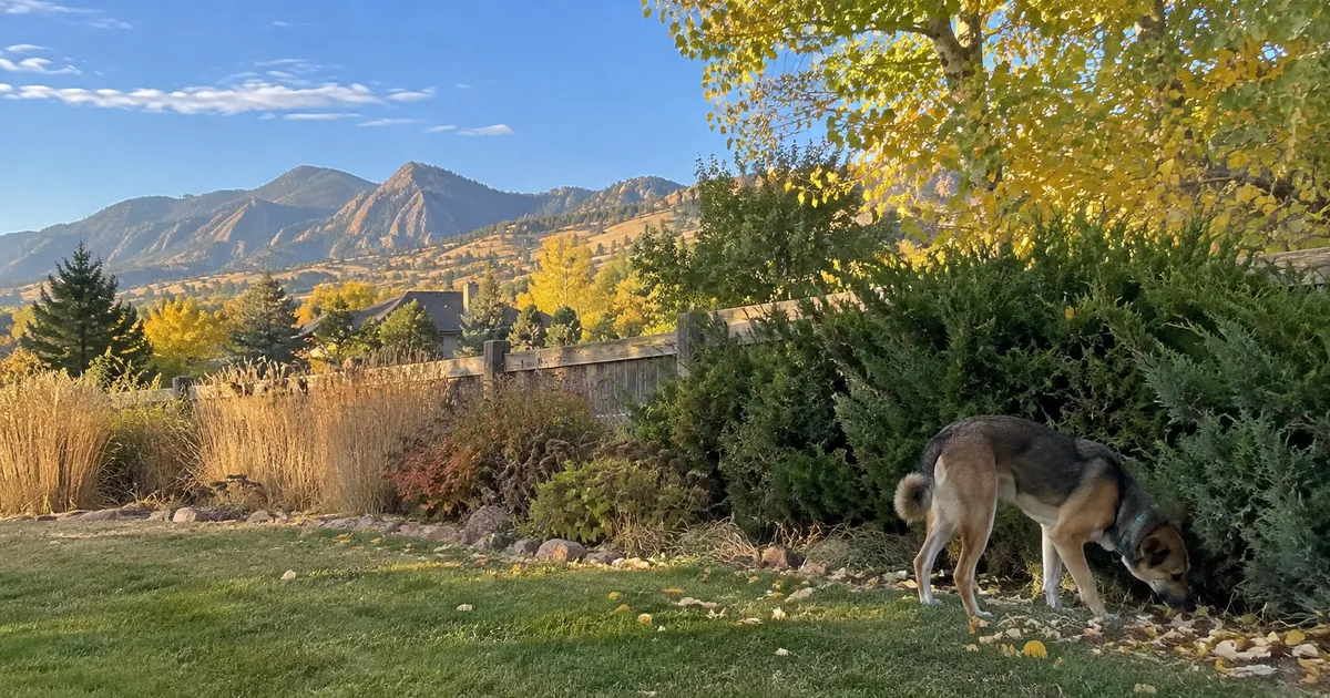 Dog sniffing the base of an evergreen shrub in a Boulder County garden with the Flatirons behind