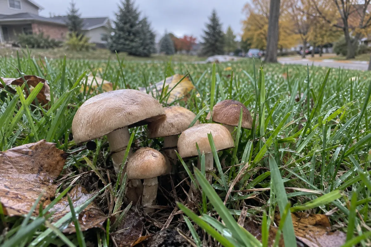 Wild mushrooms in a Colorado lawn after autumn rain Cluster of plain brown mushrooms in a wet suburban lawn among fallen autumn leaves