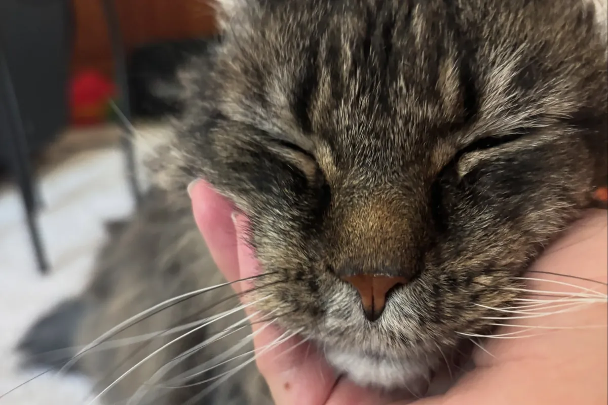Tabby cat closing its eyes during a chin scratch at home